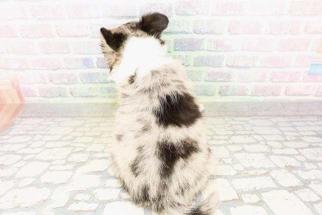 北海道のチワワ(ロング) (Coo&RIKU帯広店/2026年3月29日生まれ/男の子/ブルーマール)の子犬の4枚目の画像