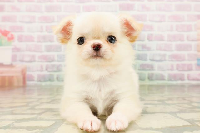 埼玉県のチワワ(ロング) (Coo&RIKU川越店/2026年3月29日生まれ/女の子/クリームホワイト)の子犬の1枚目の画像