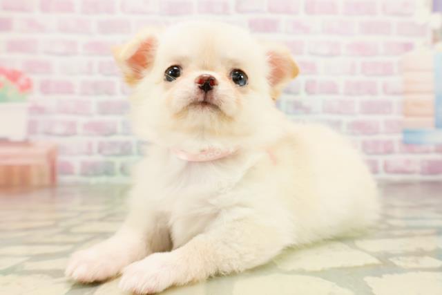 埼玉県のチワワ(ロング) (Coo&RIKU川越店/2026年3月29日生まれ/女の子/クリームホワイト)の子犬の2枚目の画像