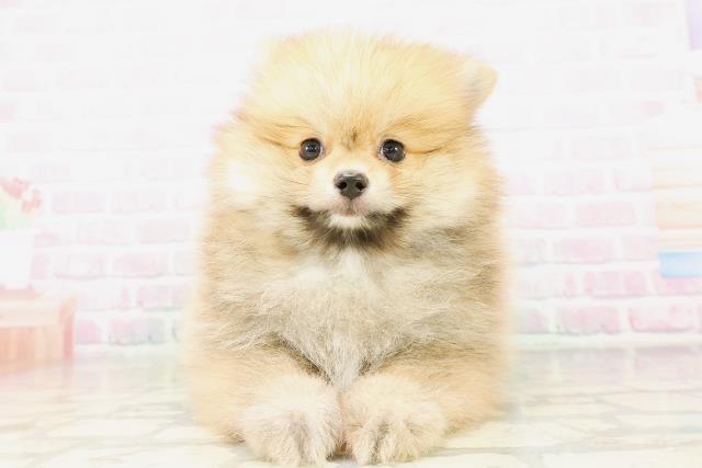 福井県のポメラニアン (Coo&RIKU福井店/2026年3月23日生まれ/男の子/オレンジセーブル)の子犬の1枚目の画像