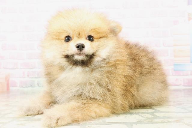 福井県のポメラニアン (Coo&RIKU福井店/2026年3月23日生まれ/男の子/オレンジセーブル)の子犬の2枚目の画像