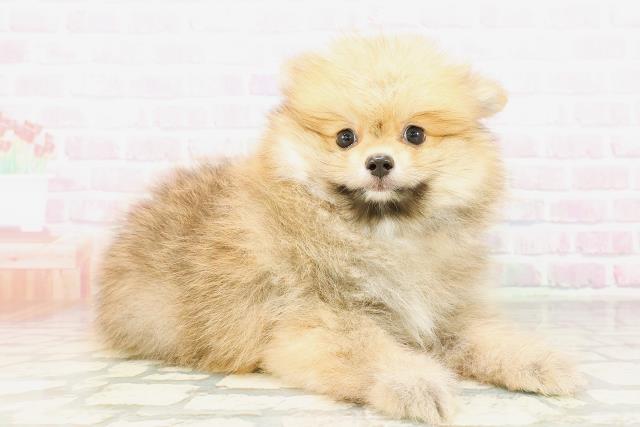 福井県のポメラニアン (Coo&RIKU福井店/2026年3月23日生まれ/男の子/オレンジセーブル)の子犬の3枚目の画像