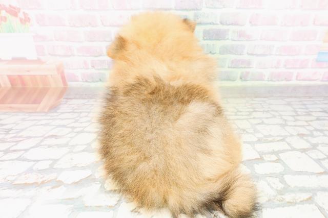 福井県のポメラニアン (Coo&RIKU福井店/2026年3月23日生まれ/男の子/オレンジセーブル)の子犬の4枚目の画像