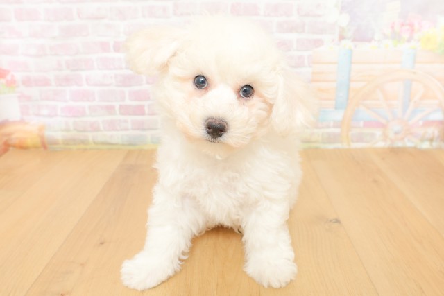 福島県のビションフリーゼ (Coo&RIKU福島店/2026年3月23日生まれ/男の子/ホワイト)の子犬