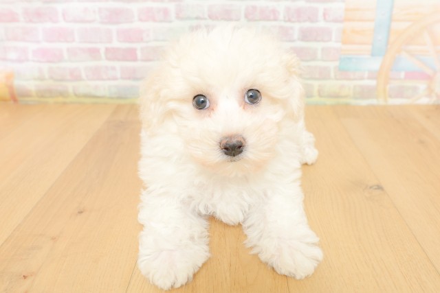 福島県のビションフリーゼ (Coo&RIKUいわき店/2026年3月23日生まれ/女の子/ホワイト)の子犬