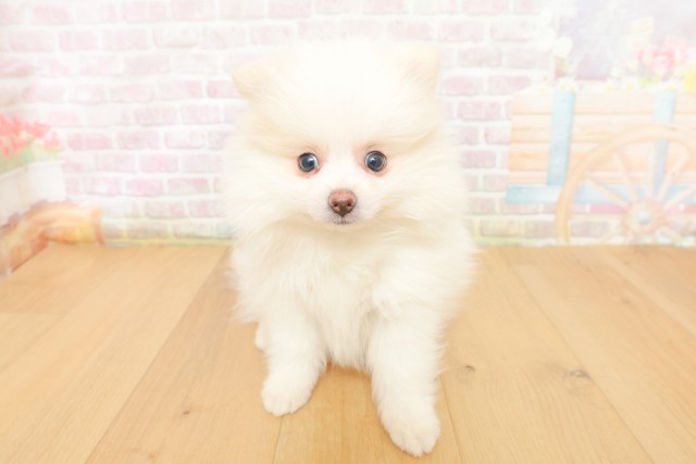 埼玉県のポメラニアン (Coo&RIKU岩槻店/2026年3月25日生まれ/男の子/クリーム)の子犬