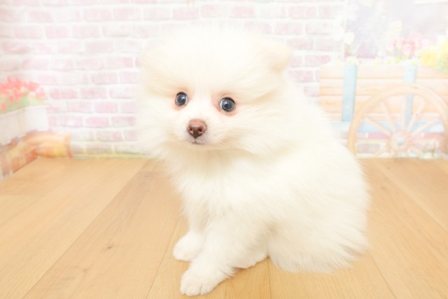 埼玉県のポメラニアン (Coo&RIKU岩槻店/2026年3月25日生まれ/男の子/クリーム)の子犬の2枚目の画像