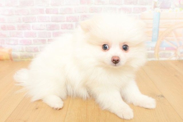 埼玉県のポメラニアン (Coo&RIKU岩槻店/2026年3月25日生まれ/男の子/クリーム)の子犬の3枚目の画像