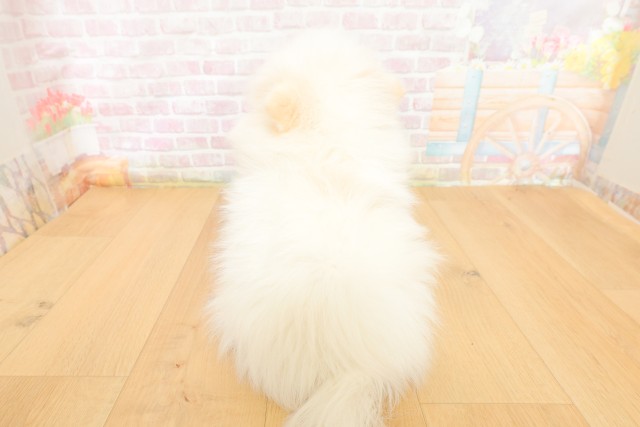 埼玉県のポメラニアン (Coo&RIKU岩槻店/2026年3月25日生まれ/男の子/クリーム)の子犬の4枚目の画像
