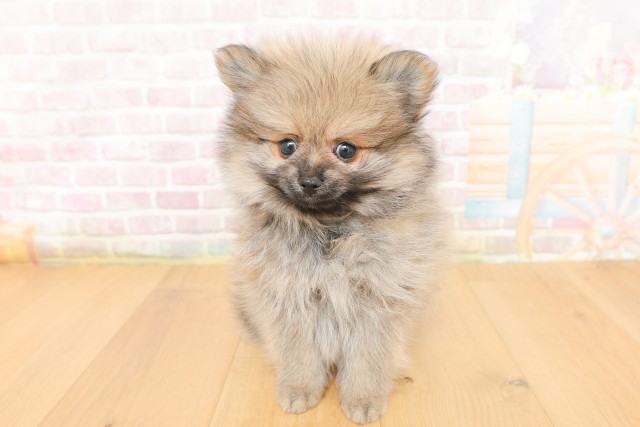 茨城県のポメラニアン (Coo&RIKU筑西店/2026年3月25日生まれ/男の子/ウルフセーブル)の子犬