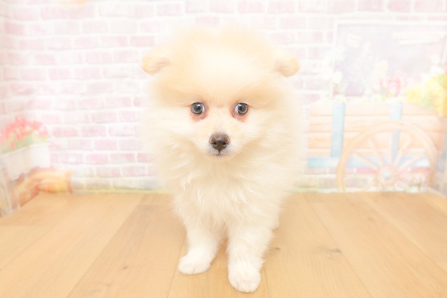 埼玉県のポメラニアン (Coo&RIKU川口戸塚店/2026年3月25日生まれ/女の子/クリーム)の子犬