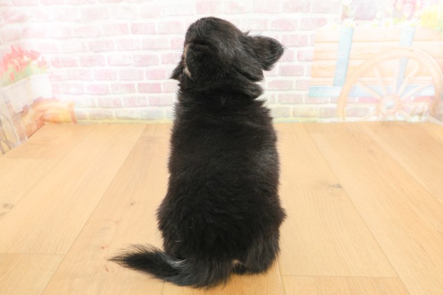 宮城県のチワワ(ロング) (Coo&RIKU仙台太白店/2026年3月26日生まれ/女の子/ブラックタン)の子犬の4枚目の画像