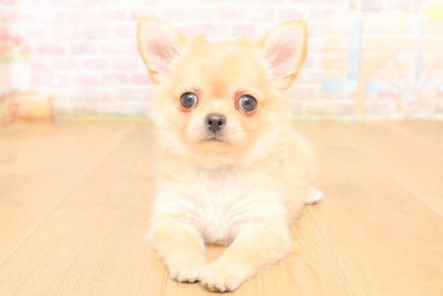 岩手県のチワワ(ロング) (Coo&RIKU岩手盛岡店/2026年3月26日生まれ/女の子/クリーム)の子犬の1枚目の画像