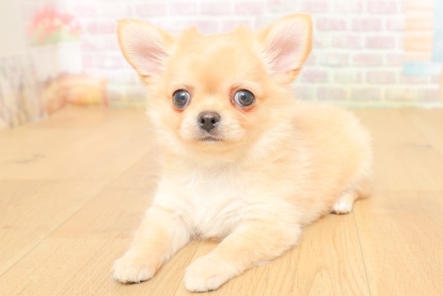 岩手県のチワワ(ロング) (Coo&RIKU岩手盛岡店/2026年3月26日生まれ/女の子/クリーム)の子犬の2枚目の画像