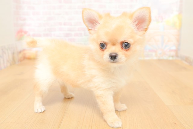 岩手県のチワワ(ロング) (Coo&RIKU岩手盛岡店/2026年3月26日生まれ/女の子/クリーム)の子犬の3枚目の画像