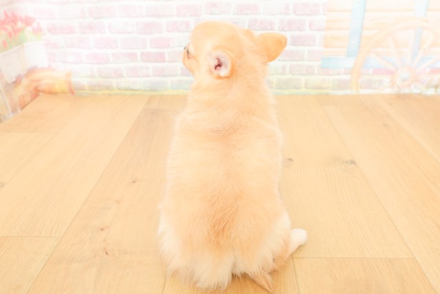 岩手県のチワワ(ロング) (Coo&RIKU岩手盛岡店/2026年3月26日生まれ/女の子/クリーム)の子犬の4枚目の画像
