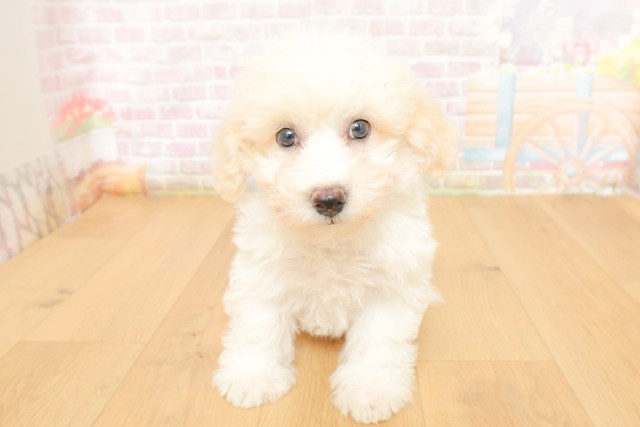 埼玉県のビションフリーゼ (Coo&RIKU大宮店/2026年3月27日生まれ/男の子/ホワイト)の子犬