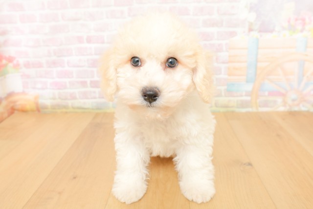福島県のビションフリーゼ (Coo&RIKU会津若松店/2026年3月27日生まれ/男の子/ホワイト)の子犬