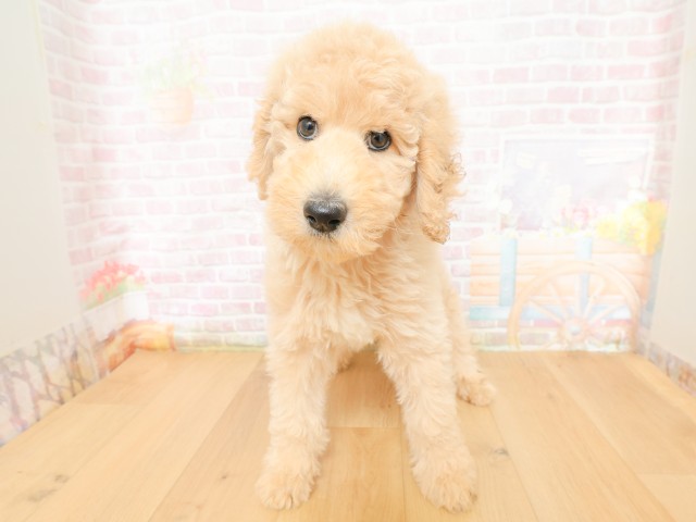 青森県のスタンダードプードル (Coo&RIKU青森店/2026年3月27日生まれ/女の子/クリーム)の子犬