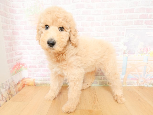 青森県のスタンダードプードル (Coo&RIKU青森店/2026年3月27日生まれ/女の子/クリーム)の子犬の2枚目の画像