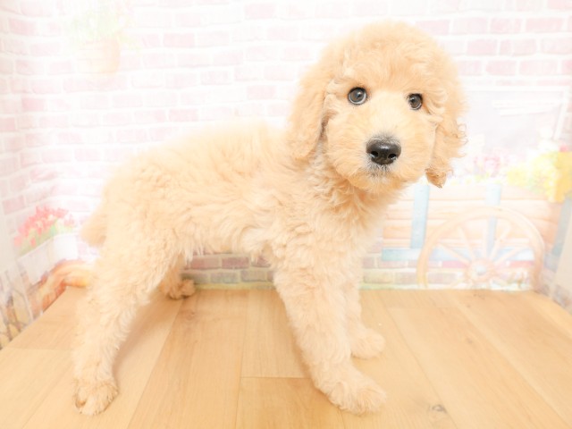 青森県のスタンダードプードル (Coo&RIKU青森店/2026年3月27日生まれ/女の子/クリーム)の子犬の3枚目の画像