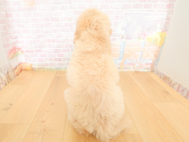 青森県のスタンダードプードル (Coo&RIKU青森店/2026年3月27日生まれ/女の子/クリーム)の子犬の4枚目の画像
