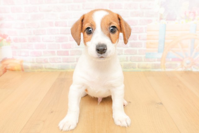 福島県のジャックラッセルテリア (Coo&RIKUいわき店/2026年3月29日生まれ/男の子/ホワイトタン)の子犬