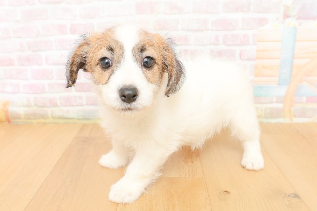 青森県のジャックラッセルテリア (Coo&RIKU八戸店/2026年3月29日生まれ/女の子/ホワイトタン)の子犬の1枚目の画像