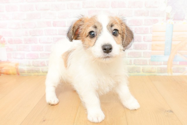 青森県のジャックラッセルテリア (Coo&RIKU八戸店/2026年3月29日生まれ/女の子/ホワイトタン)の子犬の2枚目の画像