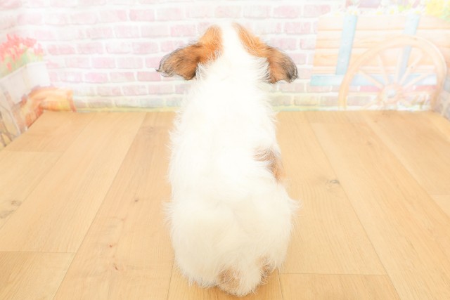 青森県のジャックラッセルテリア (Coo&RIKU八戸店/2026年3月29日生まれ/女の子/ホワイトタン)の子犬の4枚目の画像
