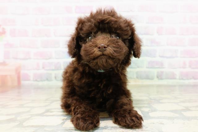 東京都のトイプードル(トイ) (Coo&RIKU武蔵小山店/2026年3月28日生まれ/男の子/ブラウン)の子犬の1枚目の画像