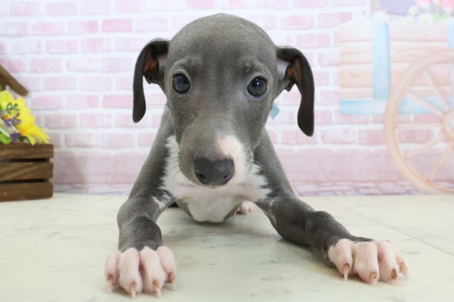 愛媛県のイタリアングレーハウンド (Coo&RIKU大洲店/2025年12月6日生まれ/男の子/ブルーホワイト)の子犬