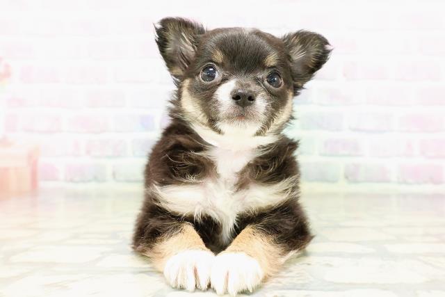新潟県のチワワ(ロング) (Coo&RIKU長岡店/2026年3月30日生まれ/女の子/ブラックタンホワイト)の子犬の1枚目の画像