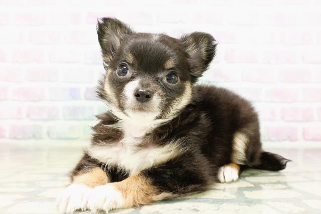 新潟県のチワワ(ロング) (Coo&RIKU長岡店/2026年3月30日生まれ/女の子/ブラックタンホワイト)の子犬の2枚目の画像