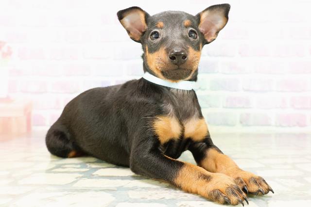 北海道のトイマンチェスターテリア (Coo&RIKU札幌東店/2026年3月30日生まれ/男の子/ブラックタン)の子犬の3枚目の画像