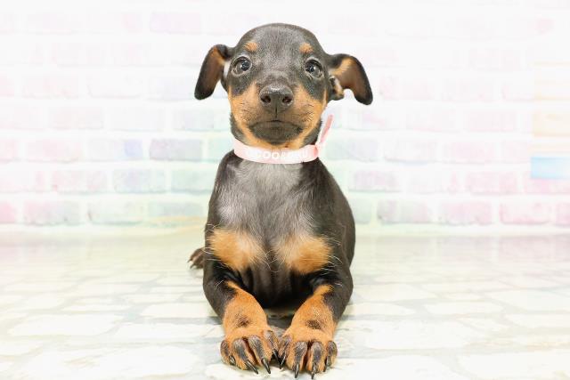 茨城県のトイマンチェスターテリア (Coo&RIKU水戸店/2026年3月30日生まれ/女の子/ブラックタン)の子犬の1枚目の画像