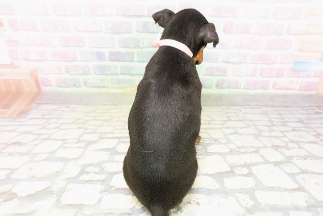 茨城県のトイマンチェスターテリア (Coo&RIKU水戸店/2026年3月30日生まれ/女の子/ブラックタン)の子犬の4枚目の画像