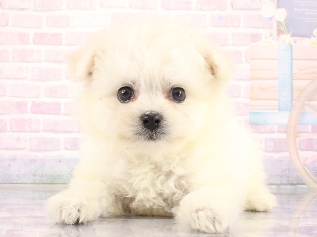 ワンちゃん・ネコちゃん(子犬・子猫)検索結果 | ペットショップCoo＆RIKU