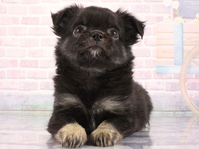 兵庫県のチワワ(ロング) (Coo&RIKU三木店/2026年3月23日生まれ/男の子/ブラックタンホワイト)の子犬