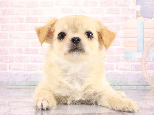 兵庫県のチワワ(ロング) (Coo&RIKU神戸垂水店/2026年3月23日生まれ/男の子/クリーム)の子犬の1枚目の画像