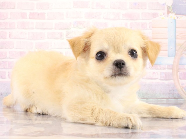 兵庫県のチワワ(ロング) (Coo&RIKU神戸垂水店/2026年3月23日生まれ/男の子/クリーム)の子犬の2枚目の画像