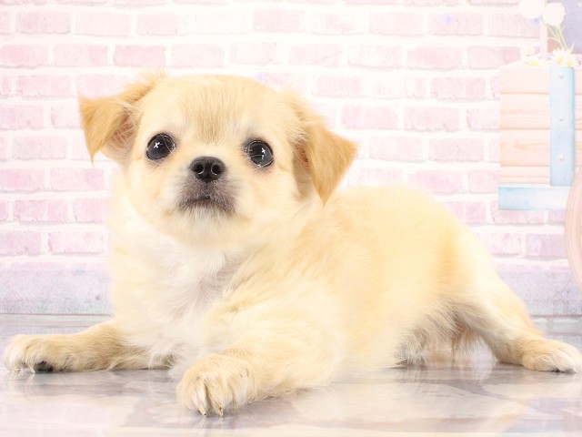 兵庫県のチワワ(ロング) (Coo&RIKU神戸垂水店/2026年3月23日生まれ/男の子/クリーム)の子犬の3枚目の画像
