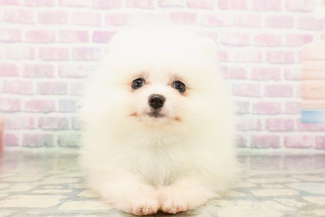 新潟県のポメラニアン (Coo&RIKU長岡店/2026年3月30日生まれ/男の子/クリーム)の子犬