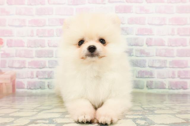 茨城県のポメラニアン (Coo&RIKU石岡店/2026年3月30日生まれ/女の子/クリーム)の子犬