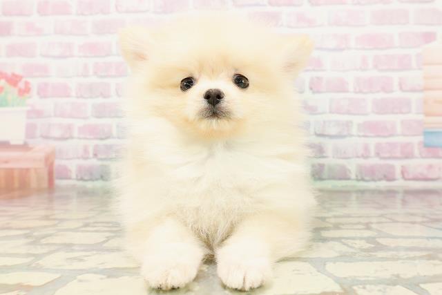 群馬県のポメラニアン (Coo&RIKU伊勢崎店/2026年3月28日生まれ/男の子/クリーム)の子犬