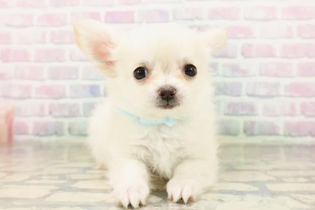 長野県のチワワ(ロング) (Coo&RIKU綿半権堂店/2026年3月30日生まれ/男の子/クリーム)の子犬の1枚目の画像