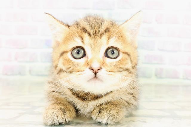 東京都のマンチカン (Coo&RIKU新宿三丁目店/2026年3月31日生まれ/女の子/ブラウンタビー)の子猫