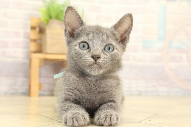 静岡県のロシアンブルー (Coo&RIKU浜松店/2026年3月24日生まれ/男の子/ブルー)の子猫の1枚目の画像