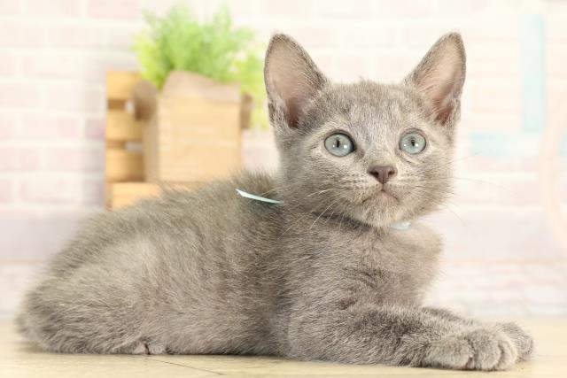 静岡県のロシアンブルー (Coo&RIKU浜松店/2026年3月24日生まれ/男の子/ブルー)の子猫の2枚目の画像