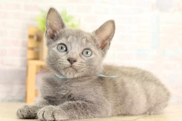 静岡県のロシアンブルー (Coo&RIKU浜松店/2026年3月24日生まれ/男の子/ブルー)の子猫の3枚目の画像